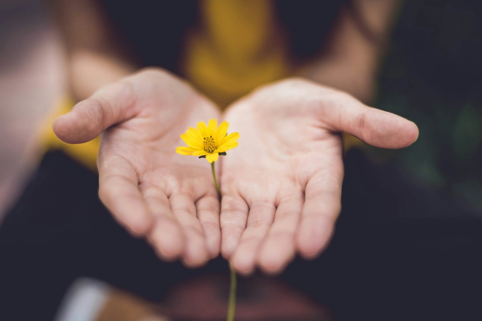 Eine offene Hand, die eine gelbe Blume hält - Symbol für psychologische Unterstützung im IVF-Prozess.